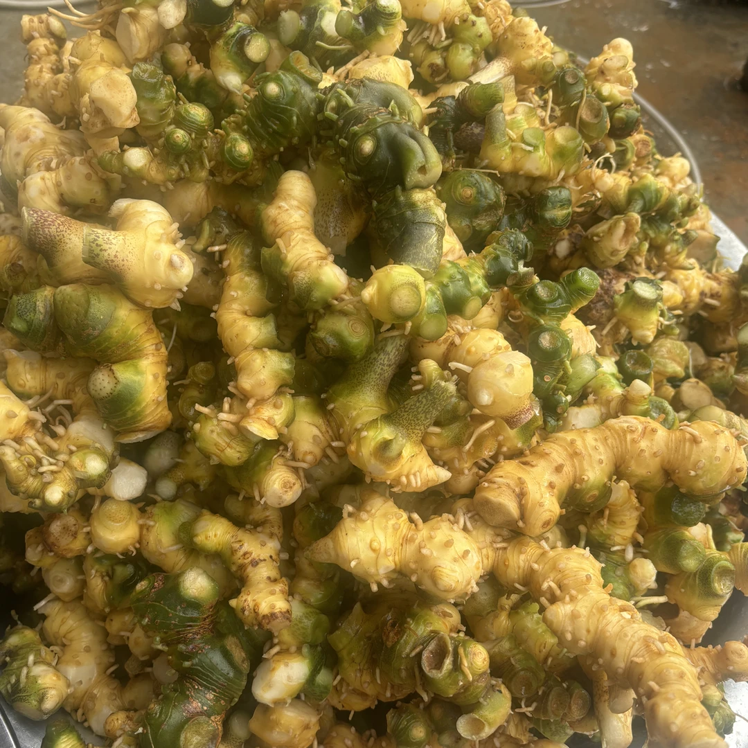 深山采摘新鲜 老  虎  姜