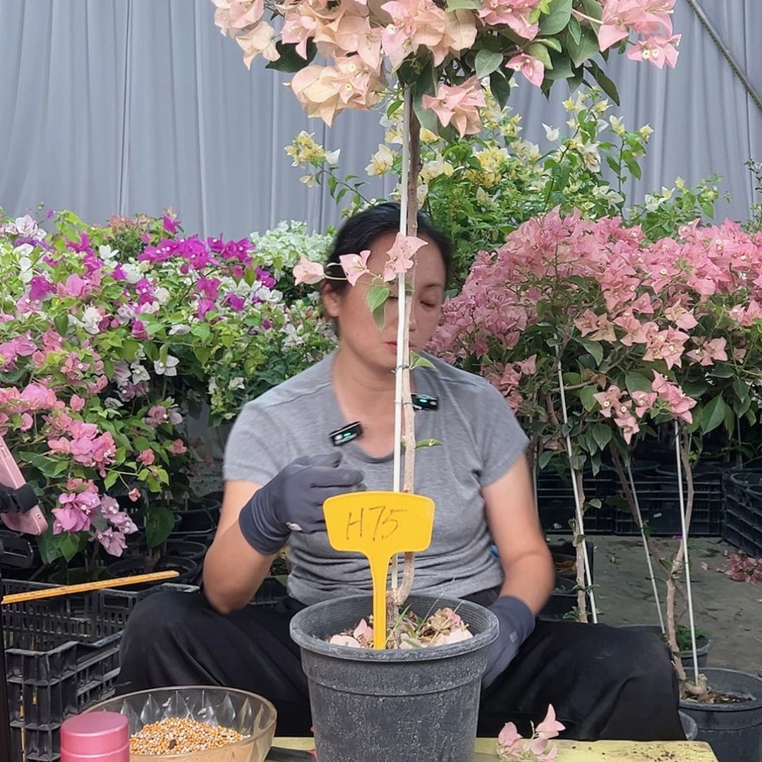 欧***茹当前无花栽培后可以开花H75卡雅塔