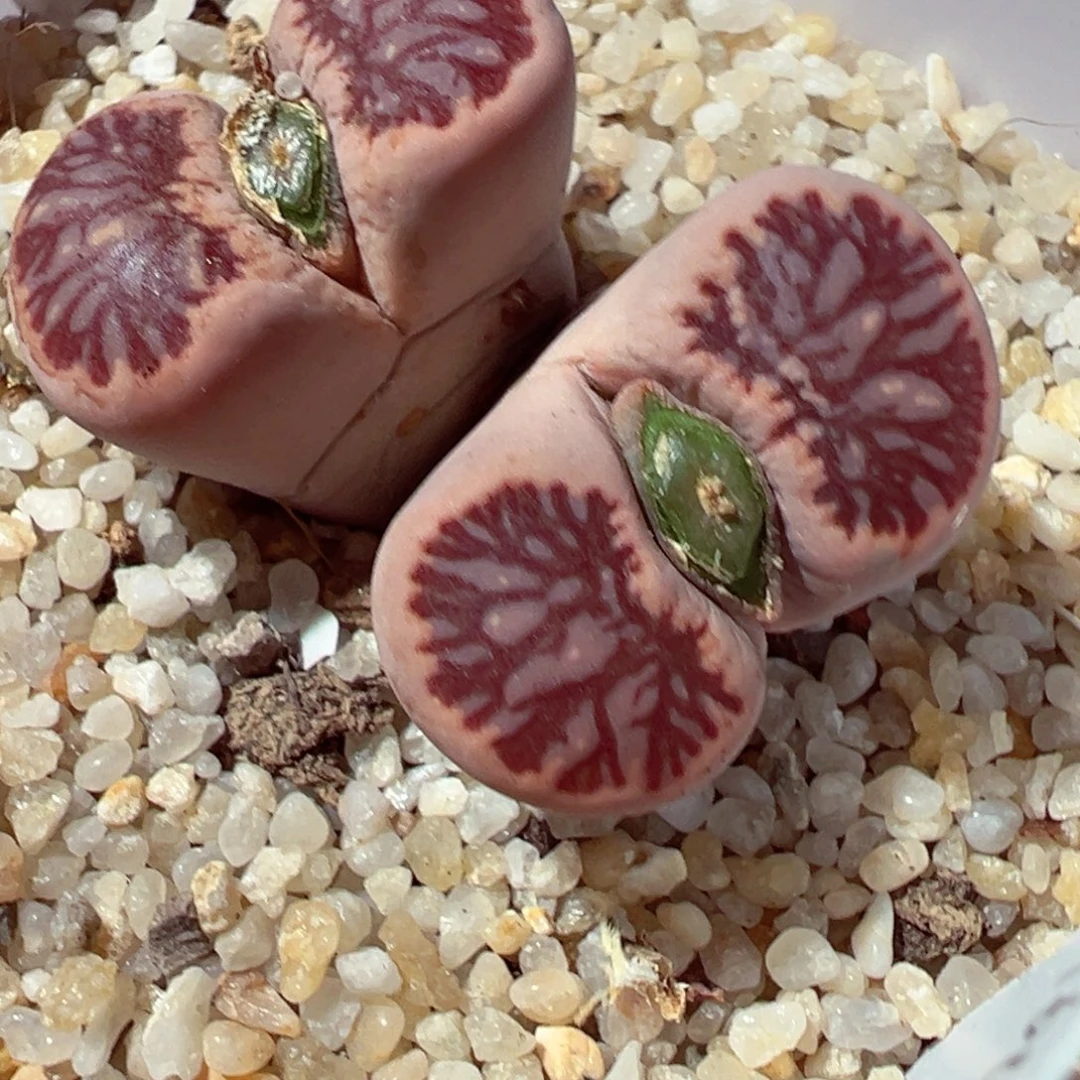 1218-682多肉多日粗纹菊