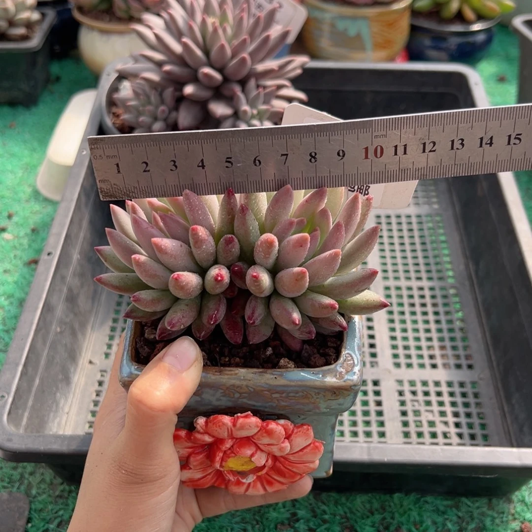 表妹精品多肉植物155.