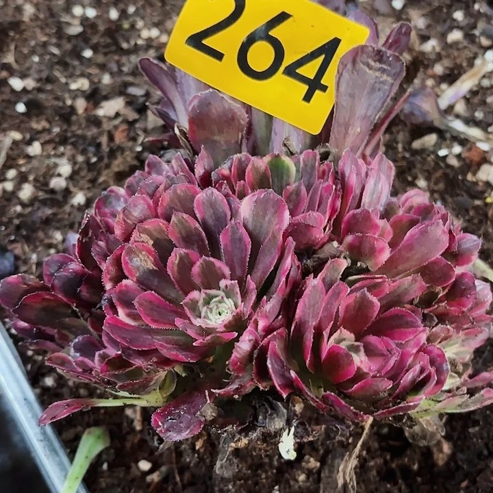 龙*茶多肉植物福利264