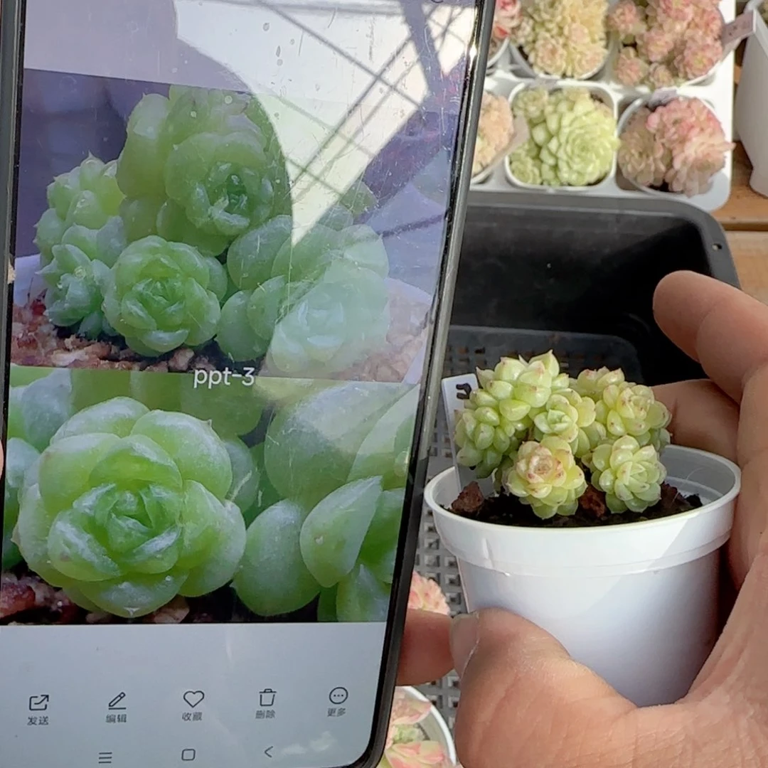 【闪购商品】0118-179（ppt-3）