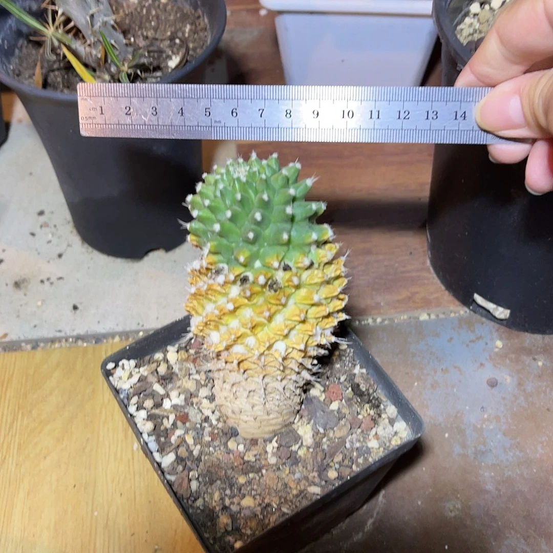 实生雪糕老桩一物一拍