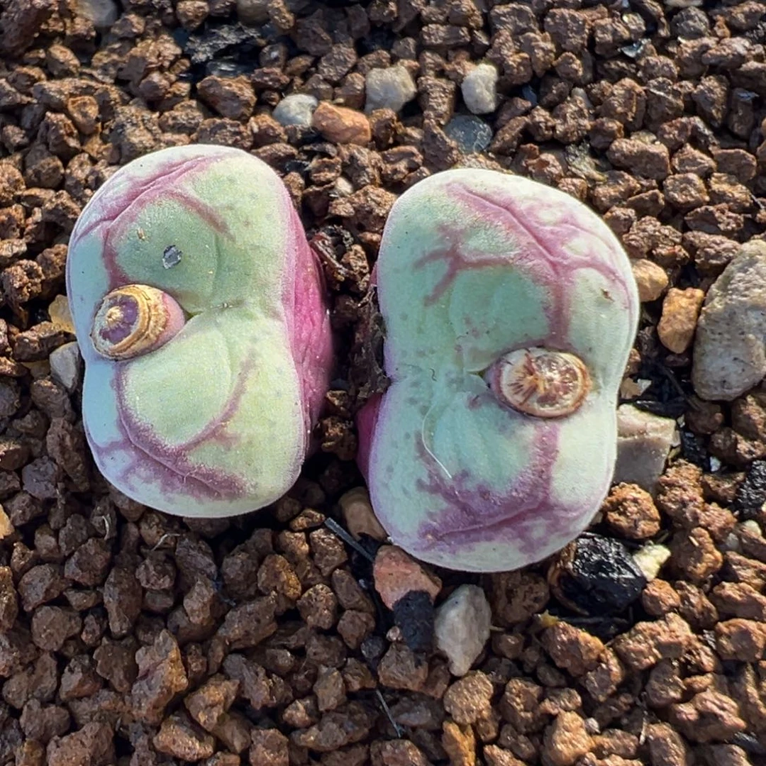 190多肉植百科知识