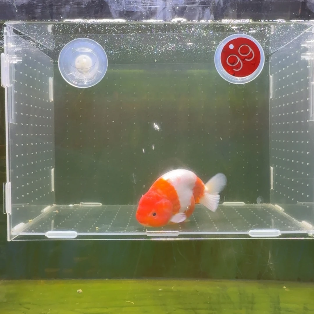 金鱼兰寿泰狮金鱼