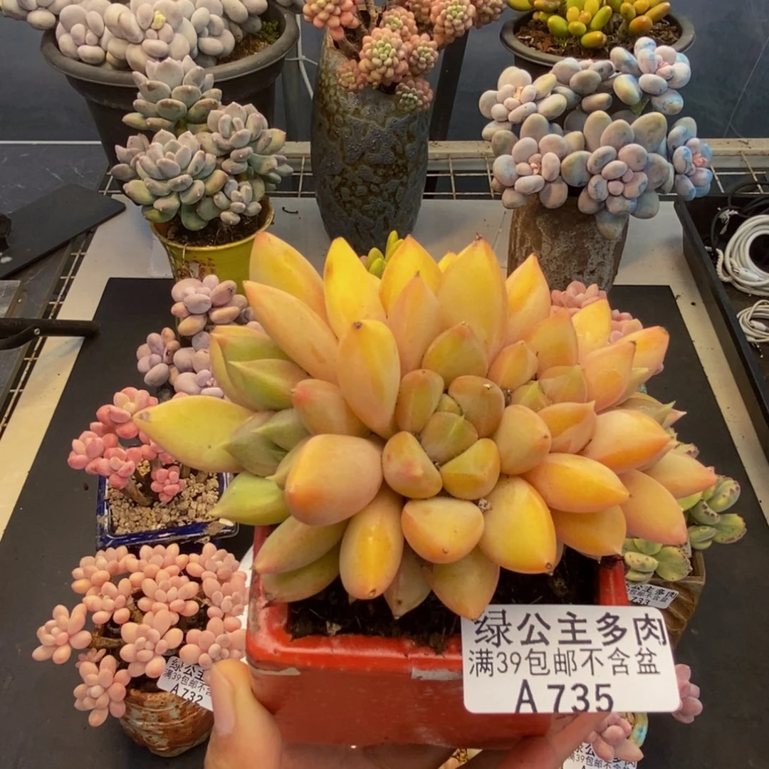 735象牙奶多肉9cm