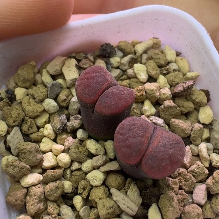 79号单头风铃一物一拍