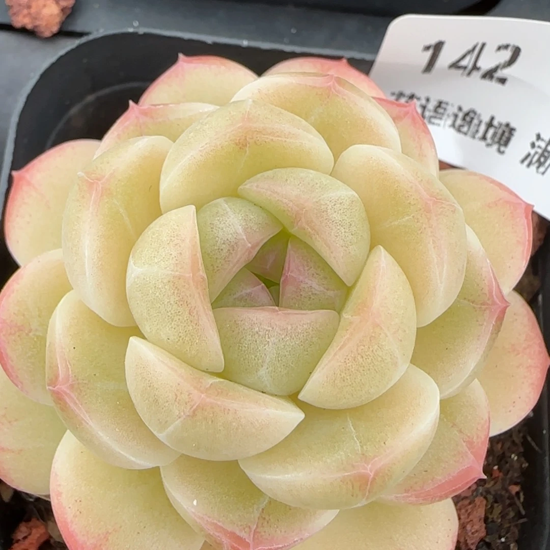 花语逸镜0215-142