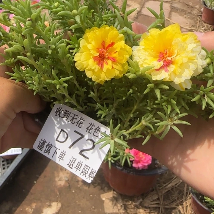 无花朵D072超小苗盆口10cm