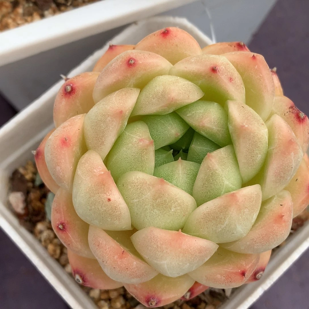 0829-62 麦杆优选
