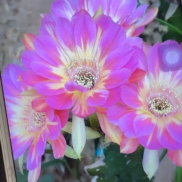 汤姆带根4公分丽花