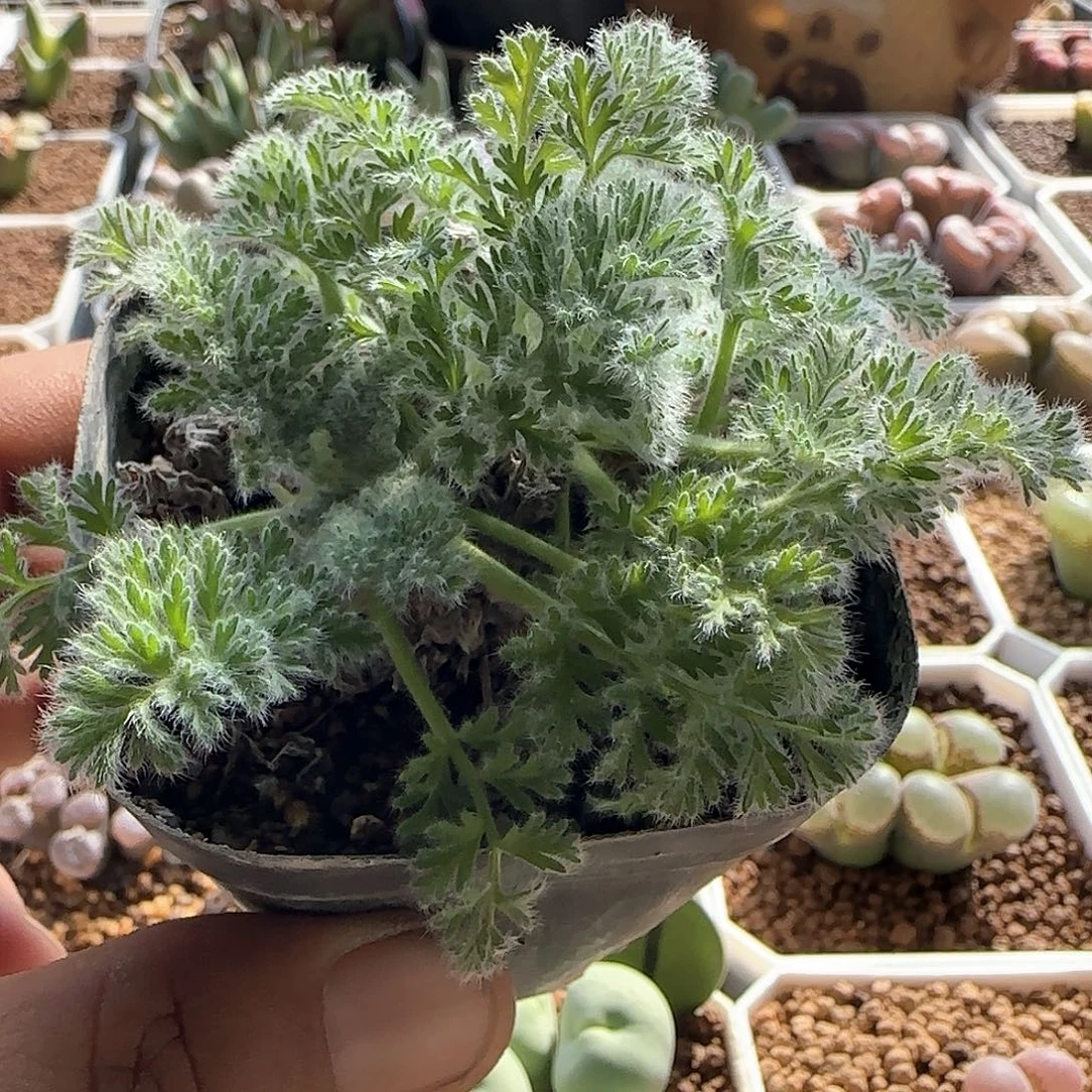 羽叶杨奎。   57719