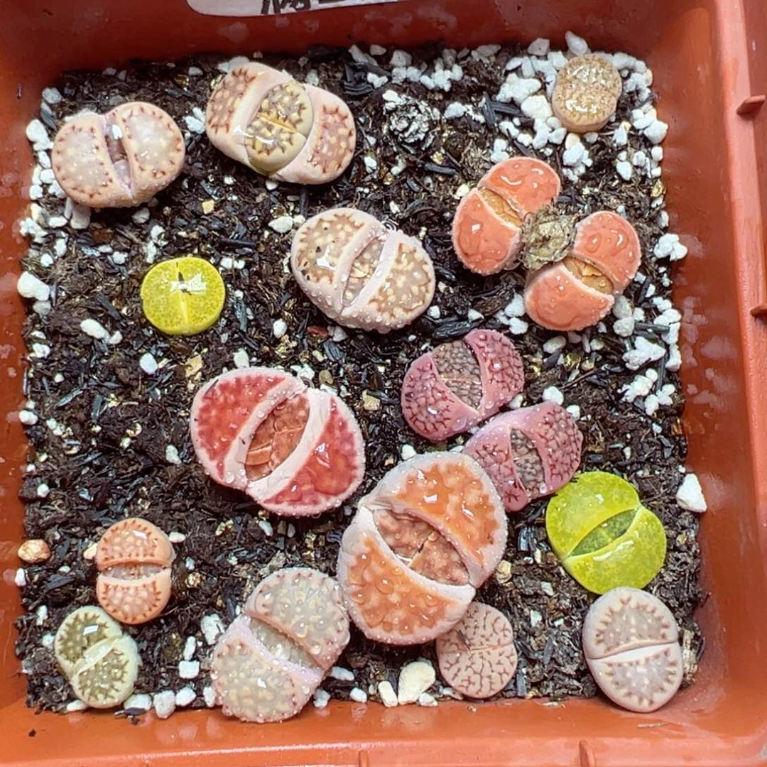 【闪购商品】750……