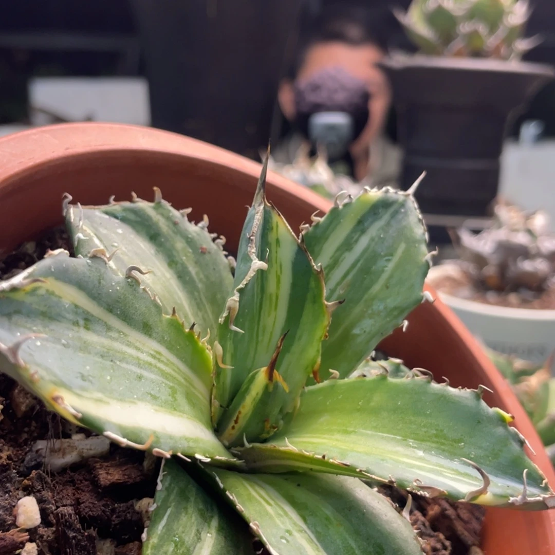 石化白鯨稿斑888888888888