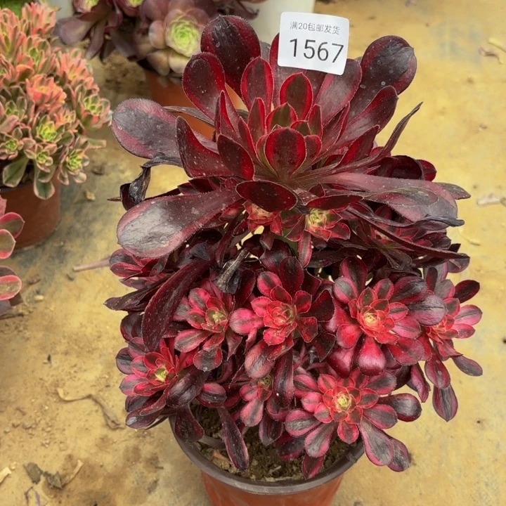 香奈儿多肉处理不包断头1567