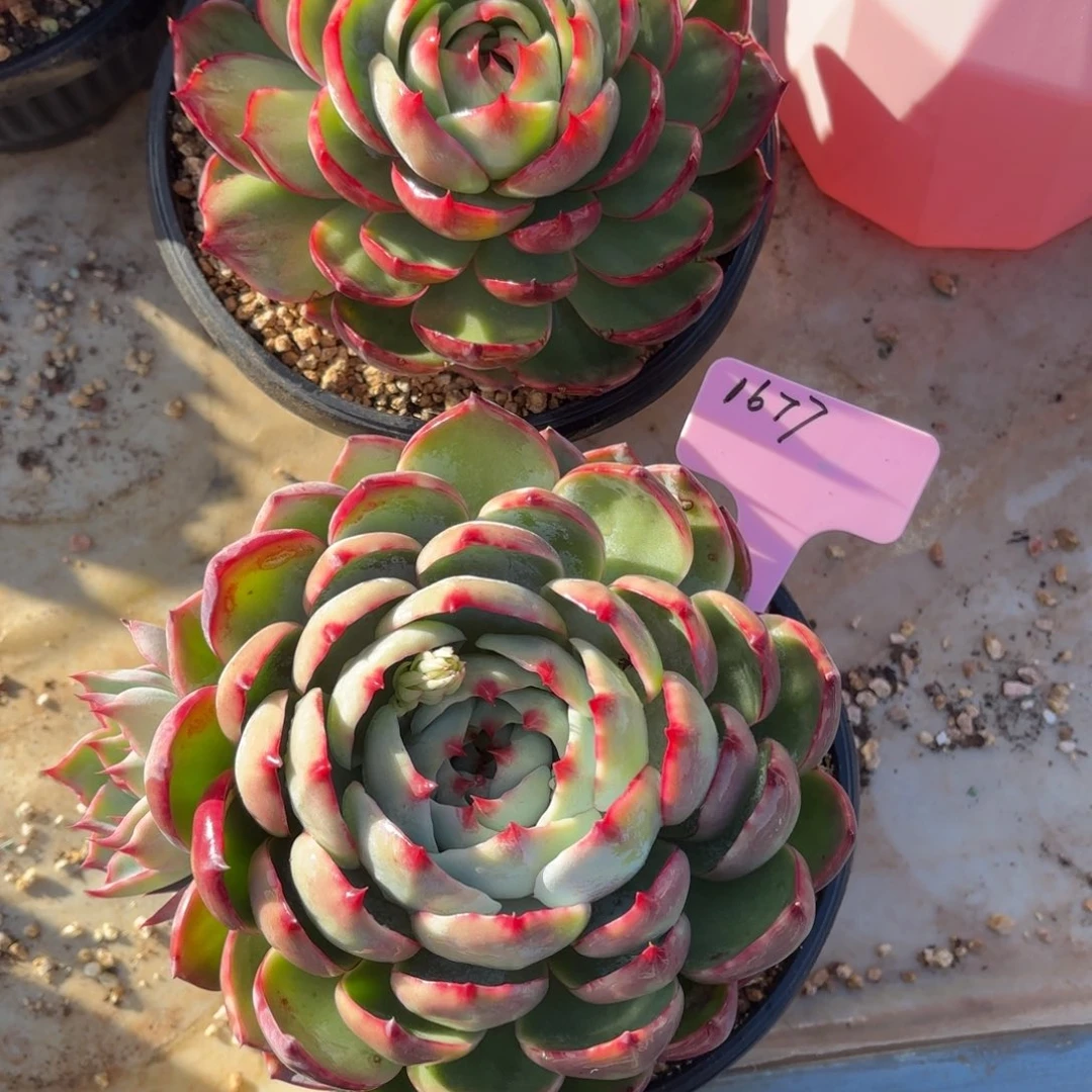 多肉植物惊鸿仙子1677