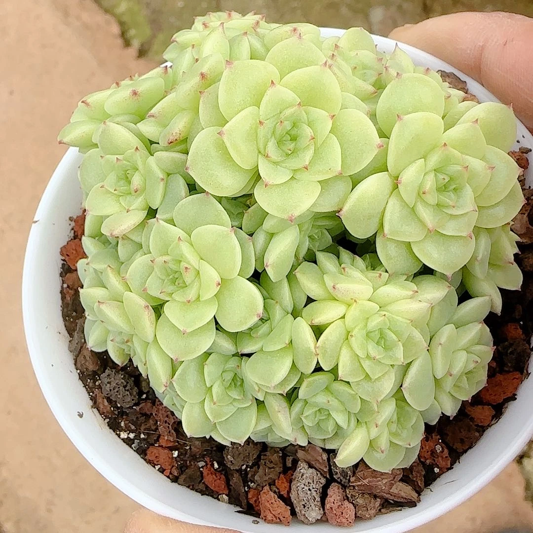 1123-46（ppt-50-2）