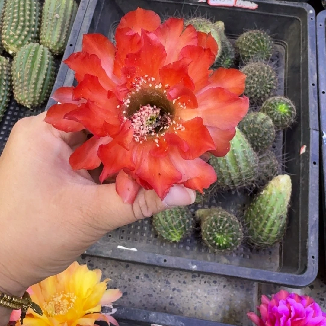 240彩草A315歪无根侧牙4公分左右，20包邮