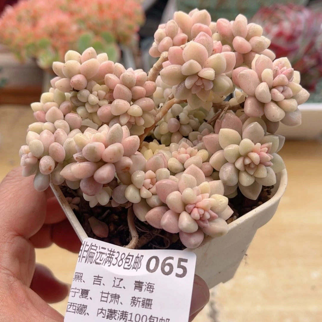 065姬秋丽锦德华多肉