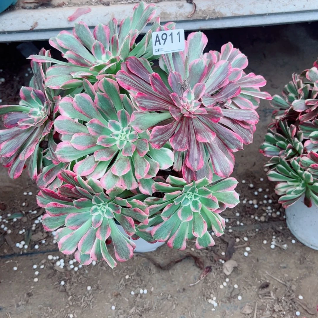 小***兰911同花顺多肉植物法师