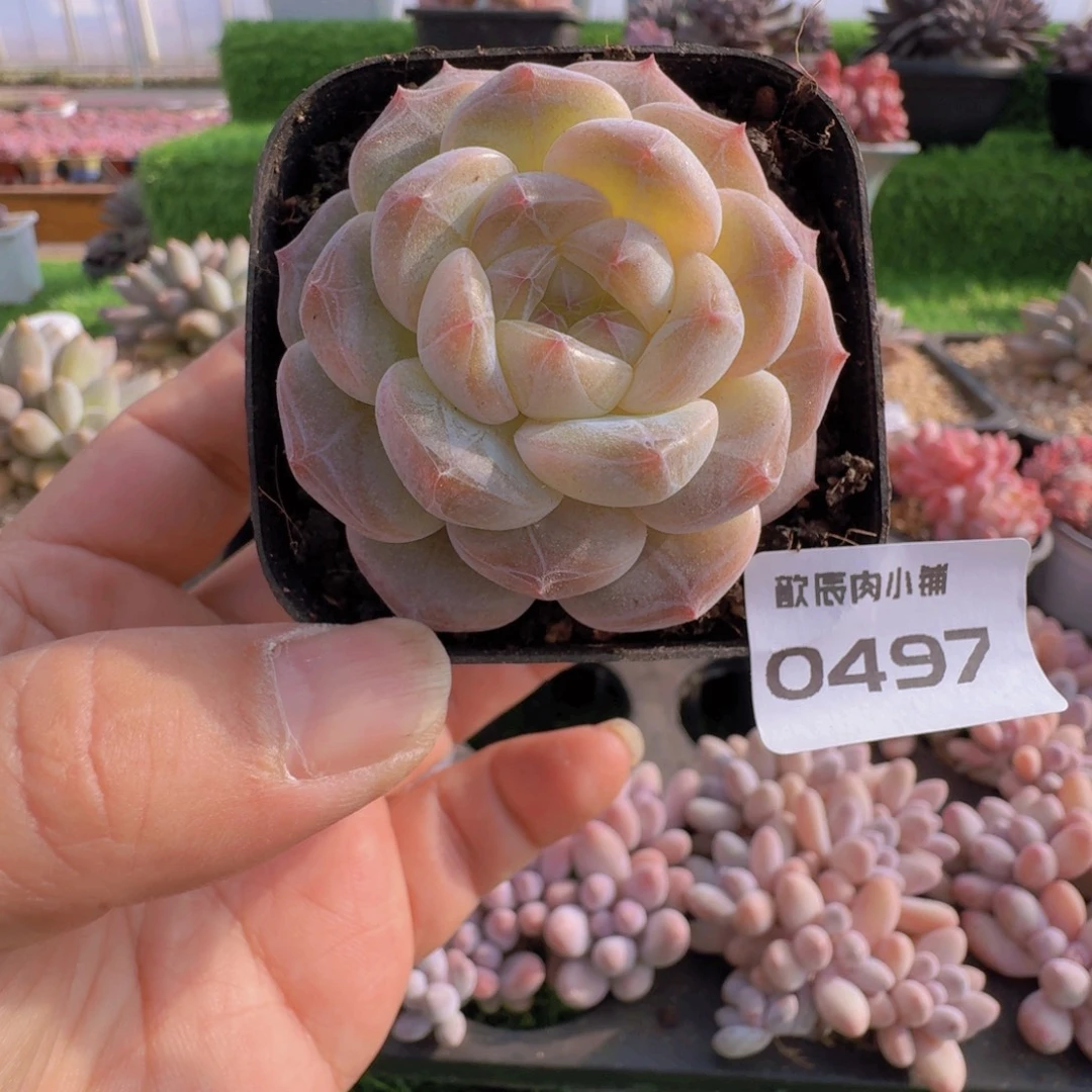 多肉植物优选冰魄0497