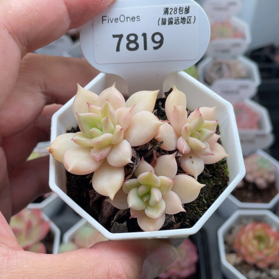 7819璀璨6.0厘米