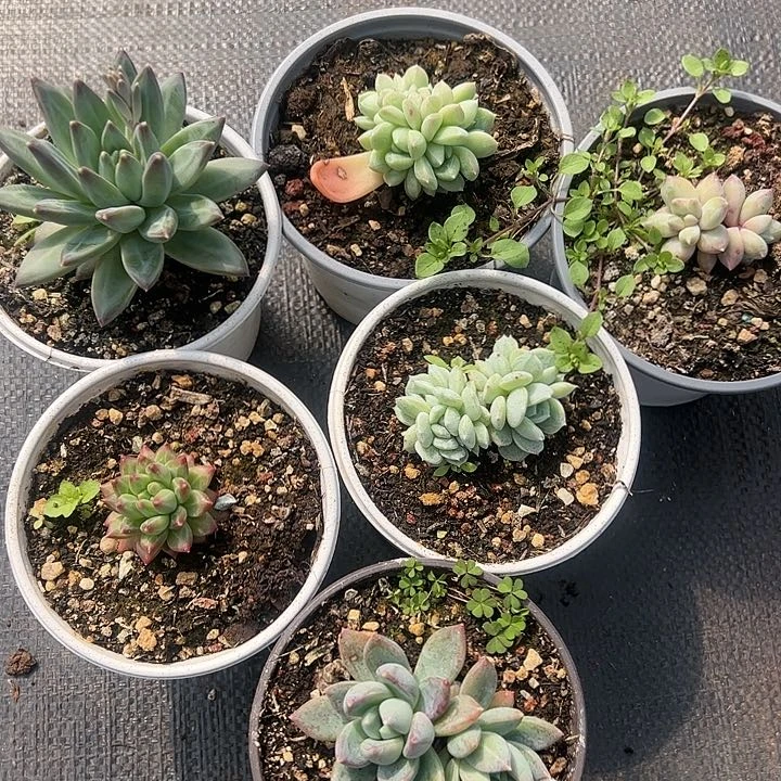 【闪购商品】组合一堆多肉植物