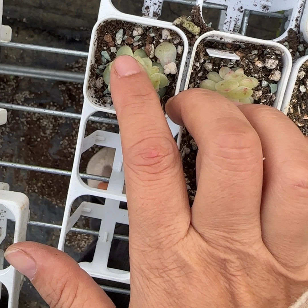 梦纱芝麻一个1床满25包邮
