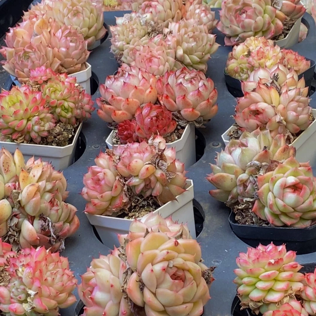 油***爱915多肉植物保护研究所所长助理