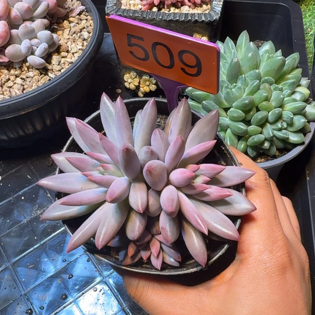 多肉植物虞美人群509