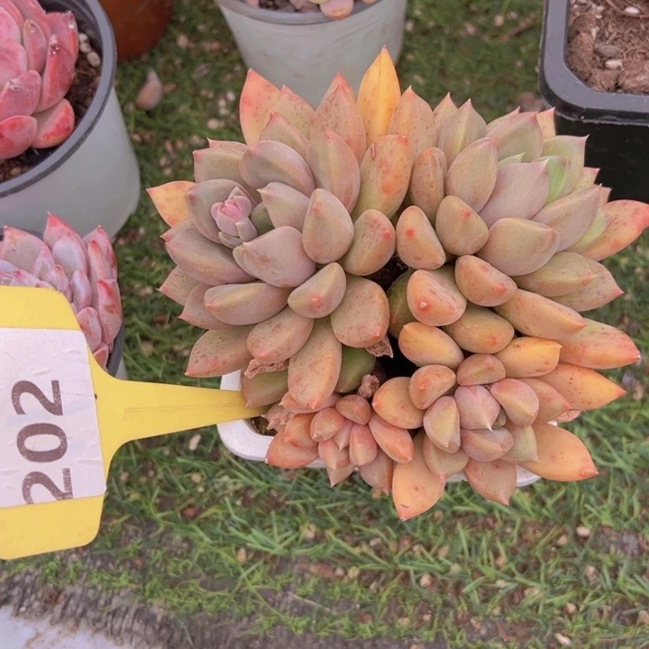 健健康康平平安安