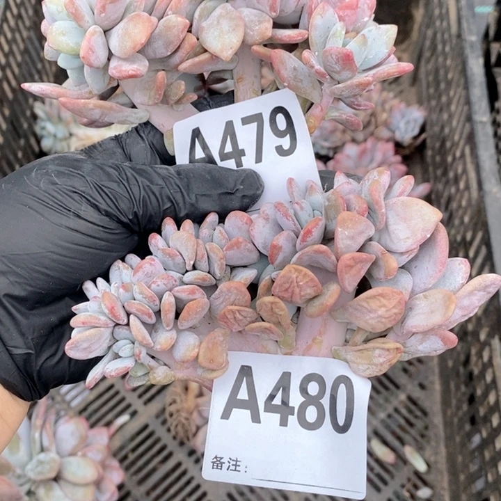 479.480 粉兔缀哇哇哇哇