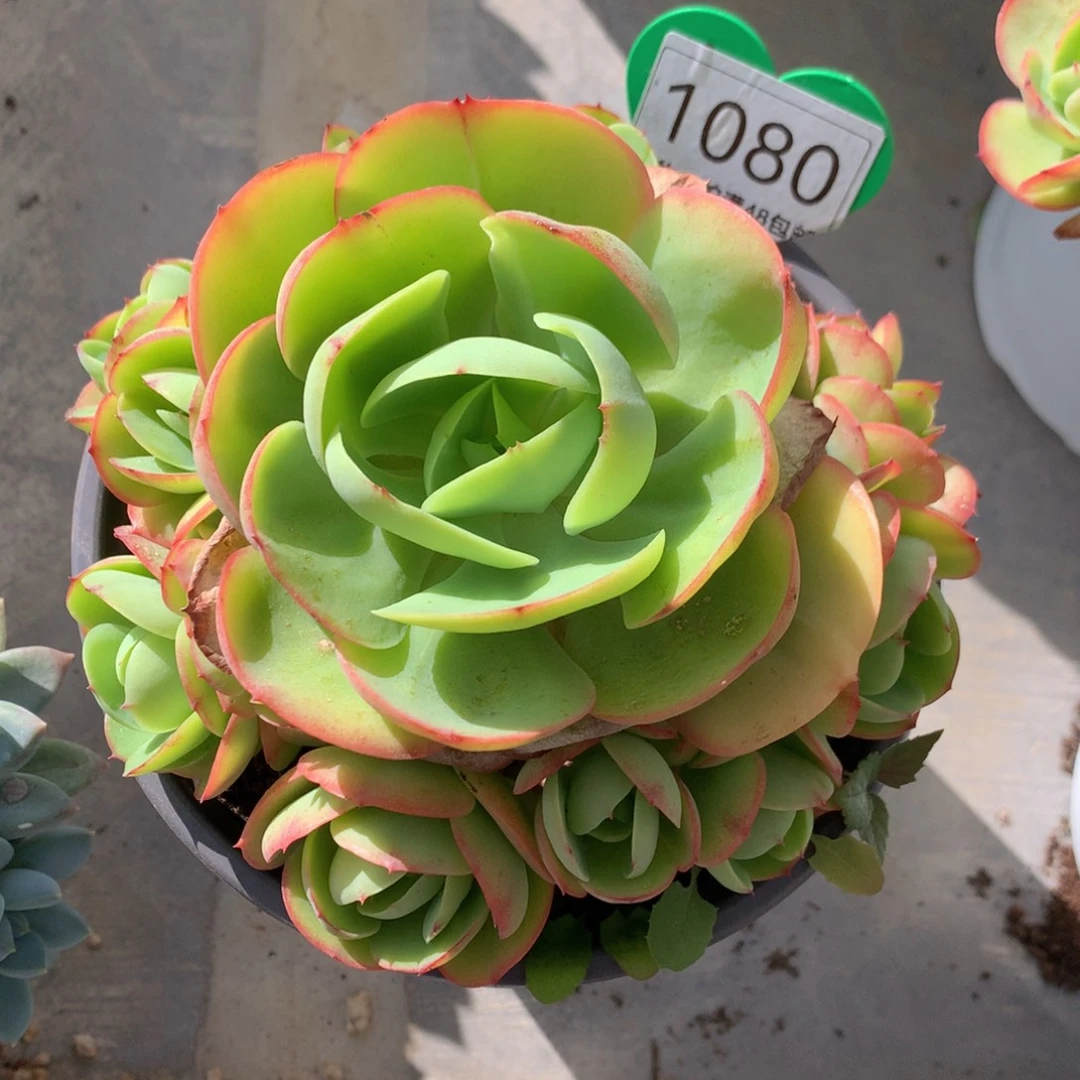 鸡蛋碧桃老桩捧花1080