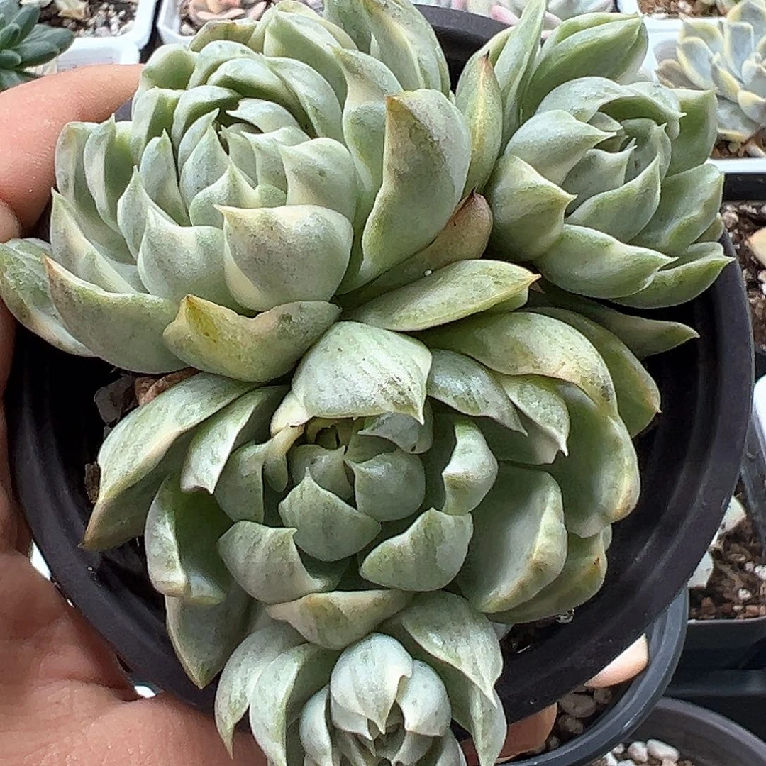 女王玛丽亚锦小方花圃一物一拍