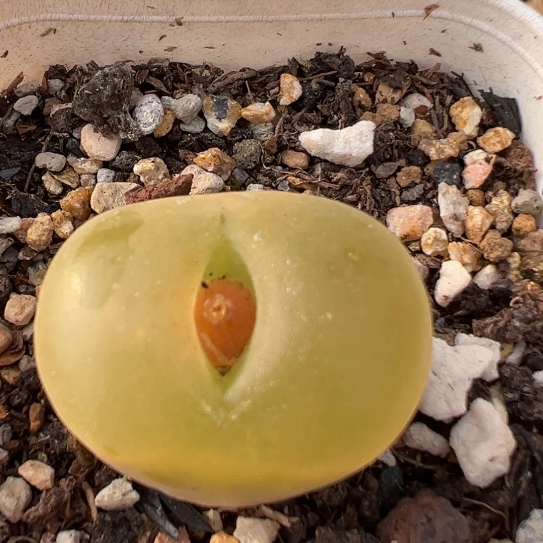 230多肉植物百科植物