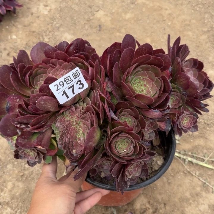 万缀……多肉植物……