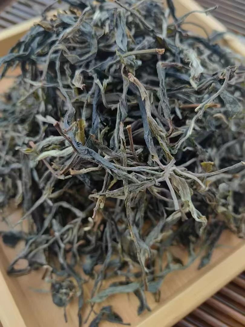 小户赛500年古树混采生茶