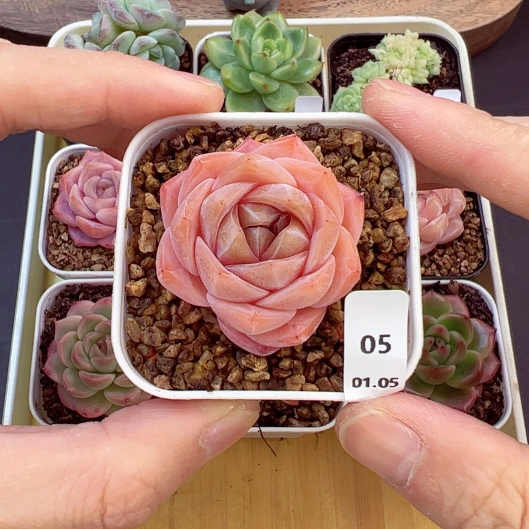 好好看03、哈哈哈哈