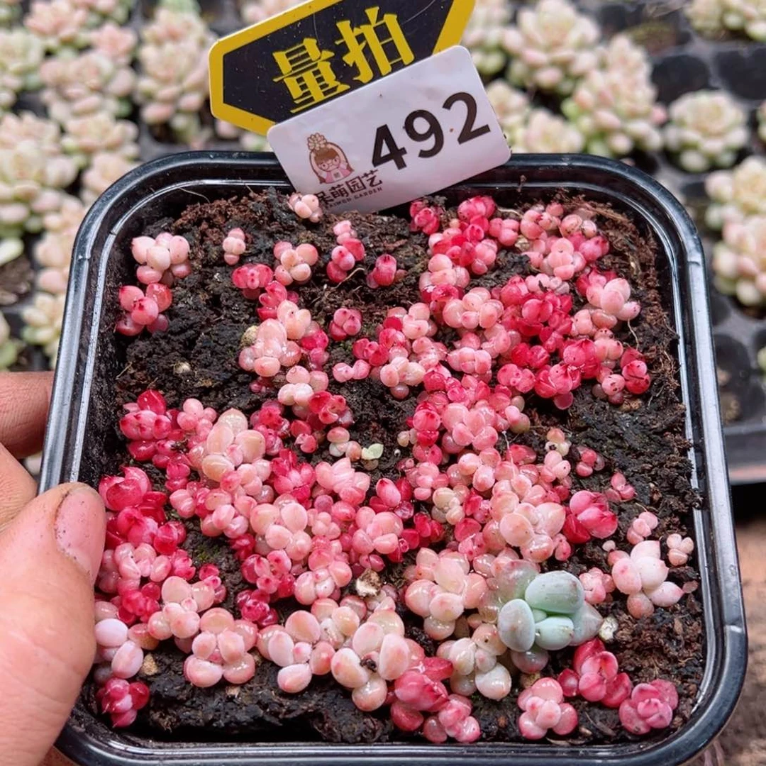 多肉植物多肉植物