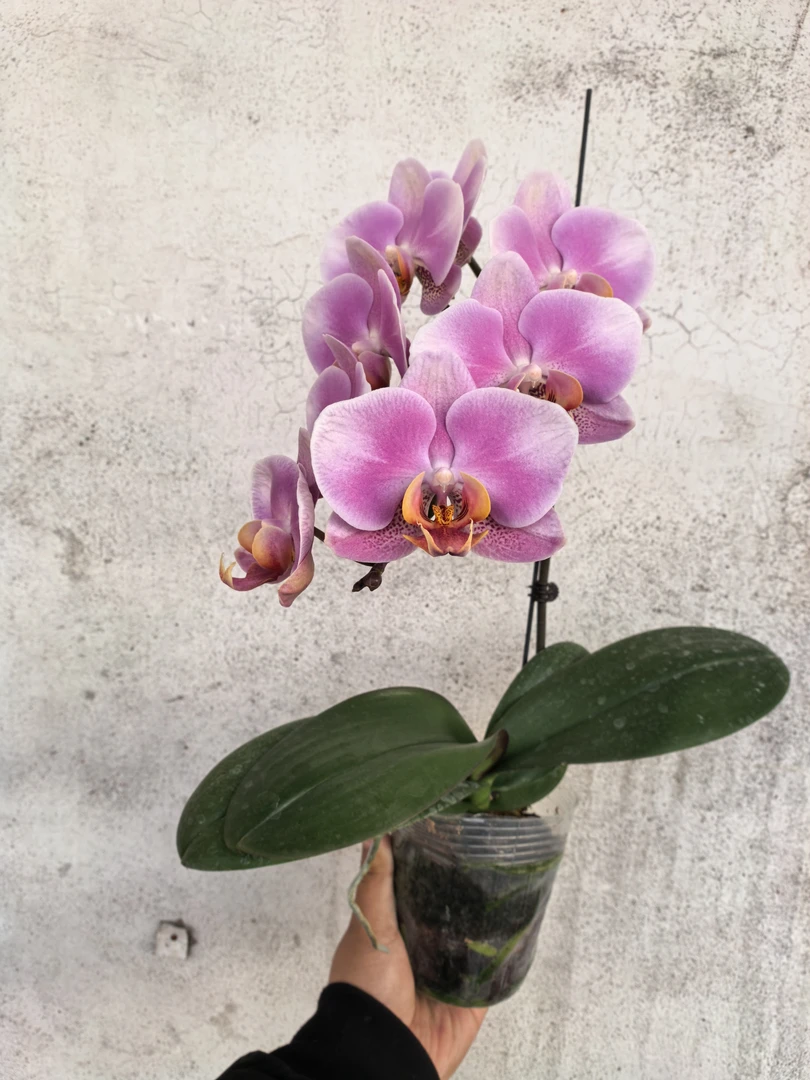 红韵，单花剑，全开花，蝴蝶兰盆栽3.5寸杯开花株