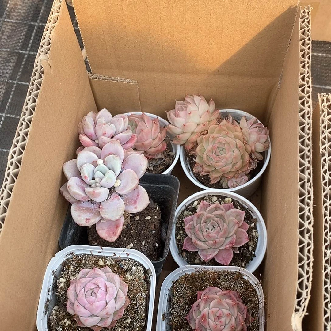 满玲粉带双头9.9包邮5142