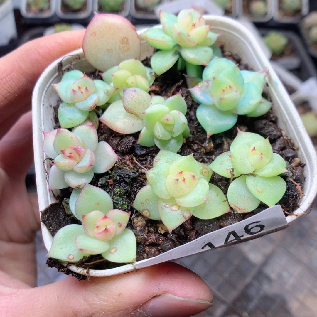 无花朵Q146玉玲珑yyyyyy