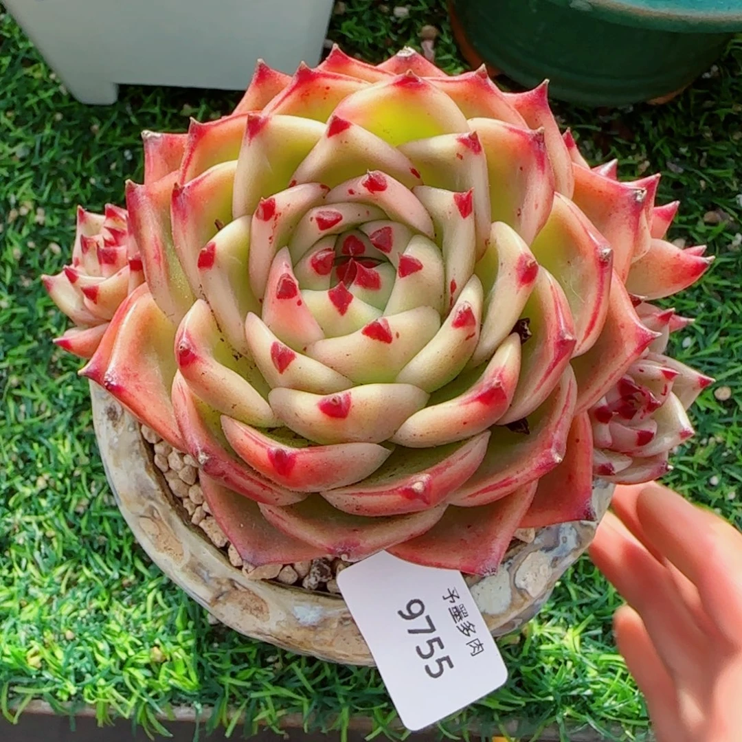 蓝龙，9755多肉植物