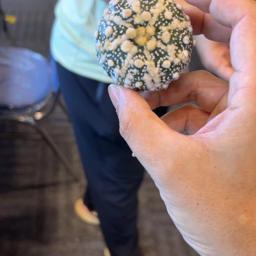 悟**理D029号兜仙人球多肉植物