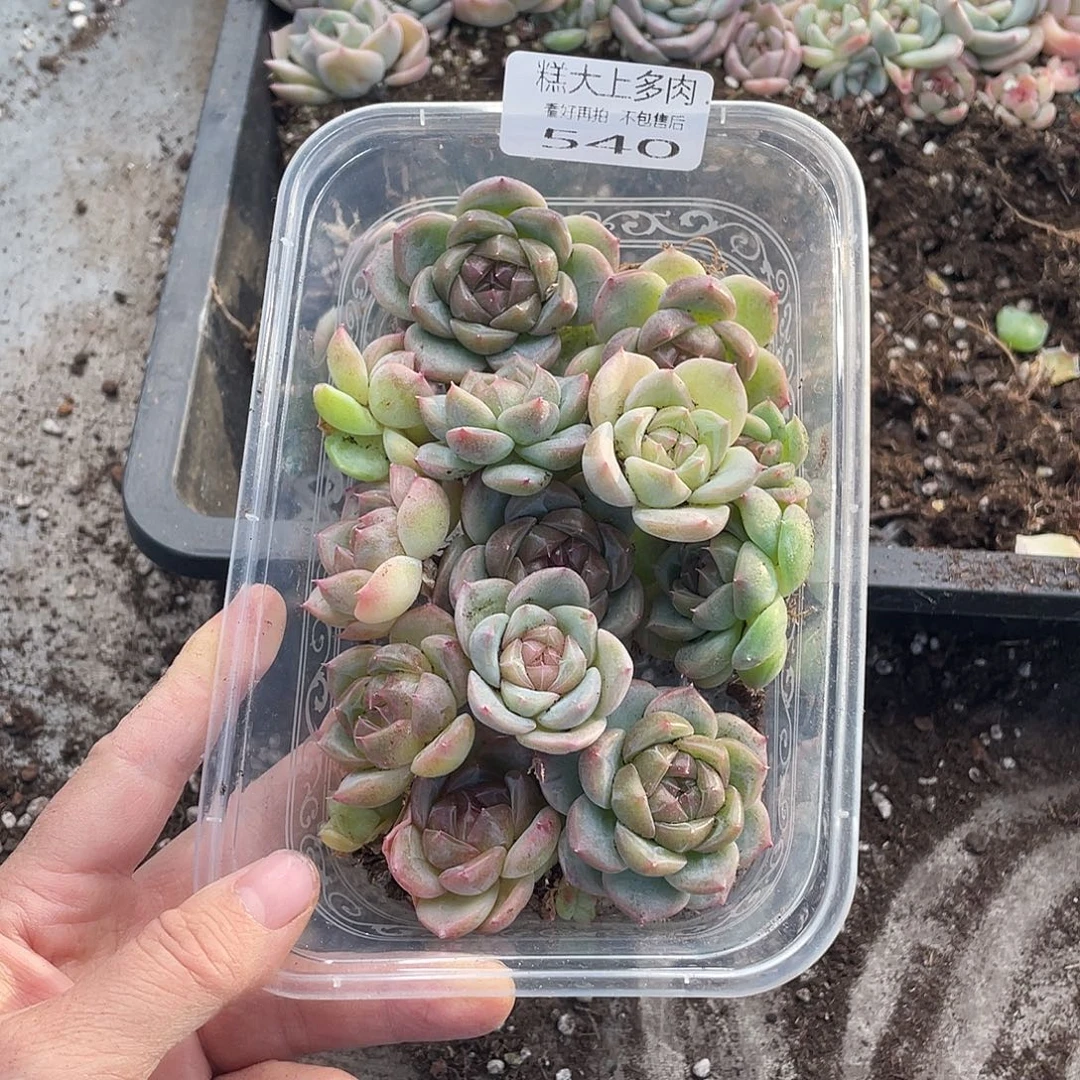 二***赵糕大上多肉植物540