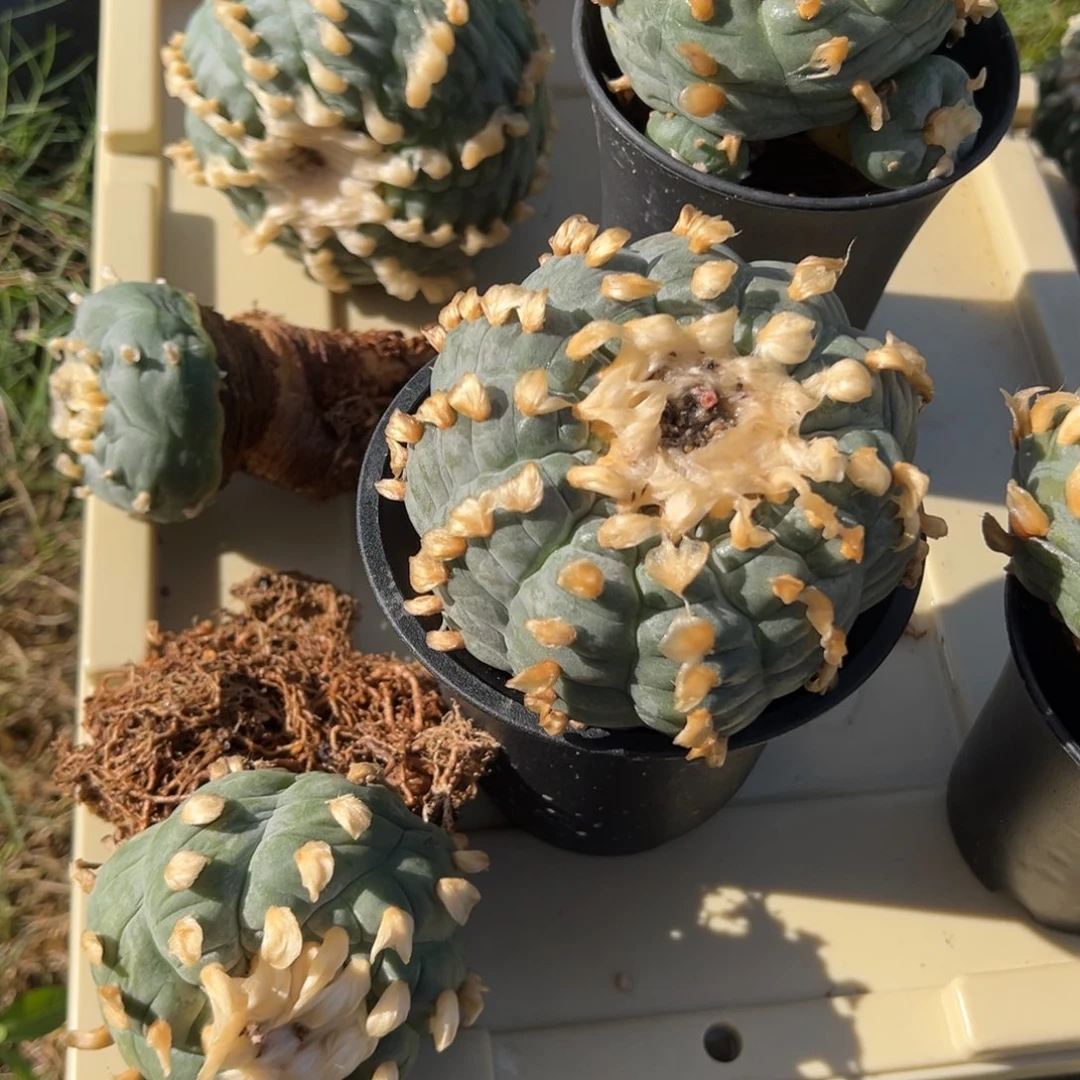 无花朵人****军植物轨道摇头风扇2个