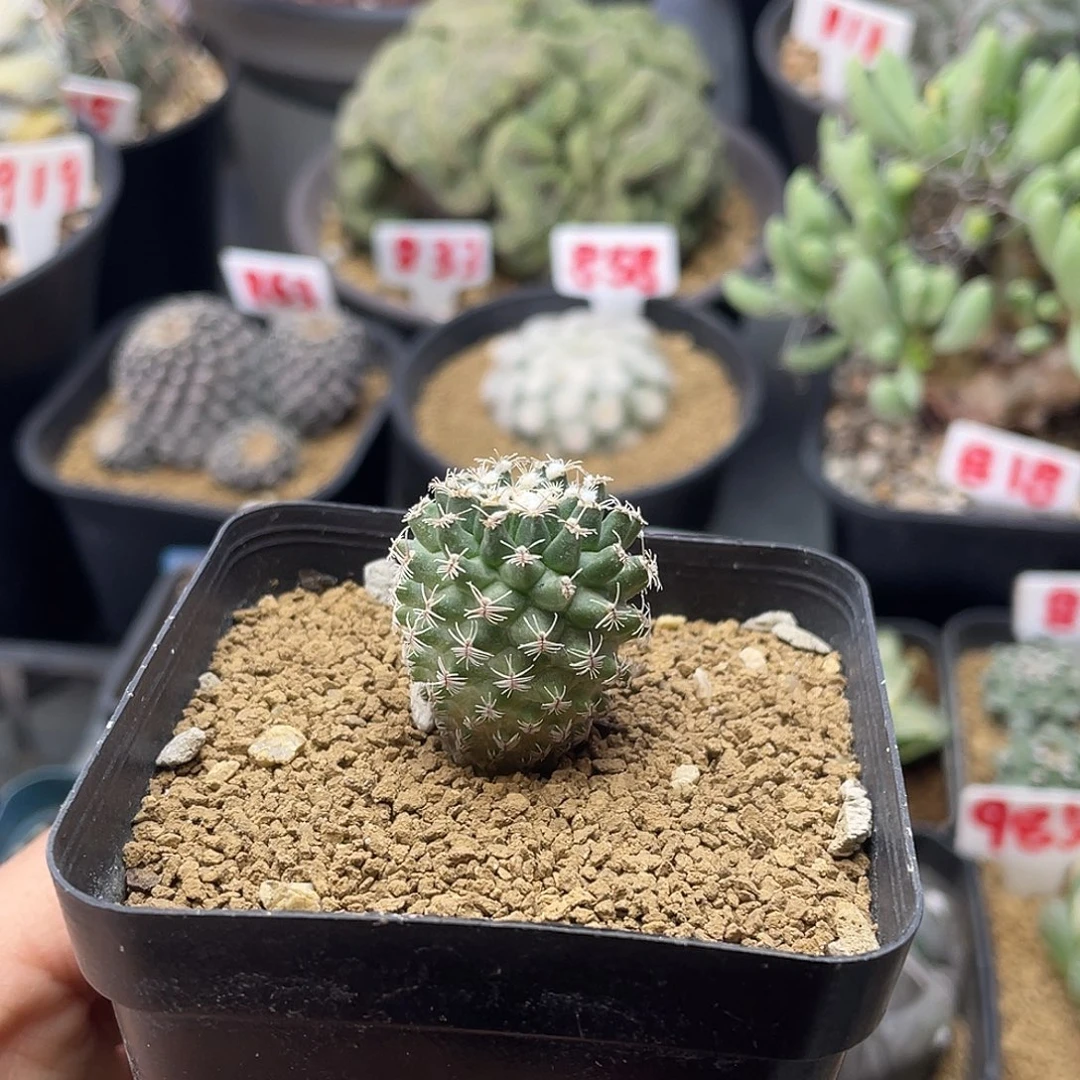 实生海胆娇丽仙人球