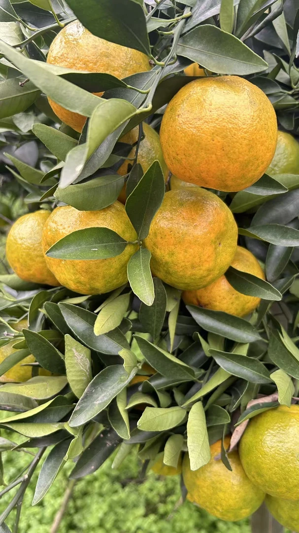 新鲜上市现摘现发头茬椪柑，酸甜 可口多汁   八甜两酸