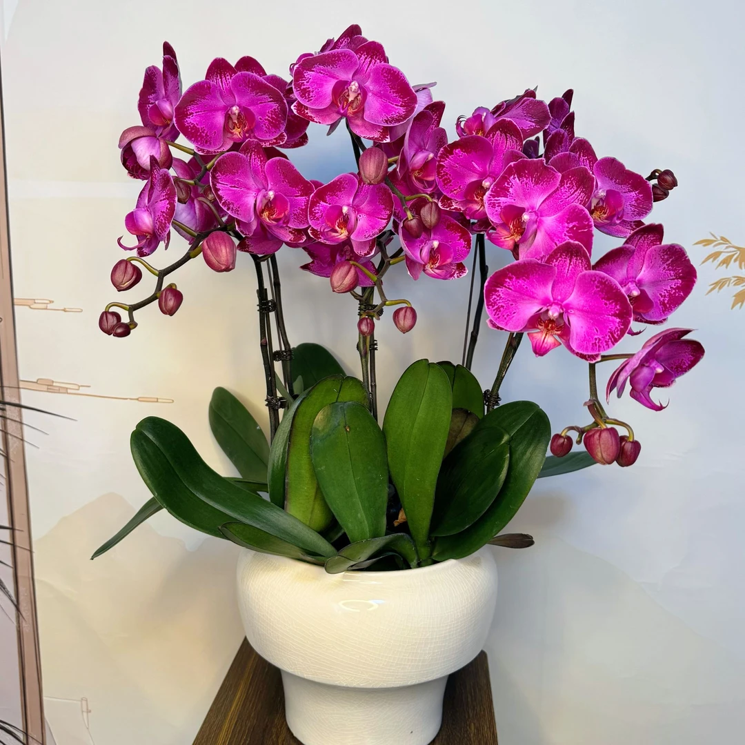 【寒冬地区专属】【潮流】 3.0寸 精品蝴蝶兰 开花带花苞花卉基地直发