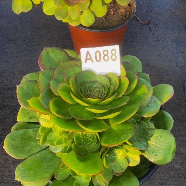 万圣节088小苗88888